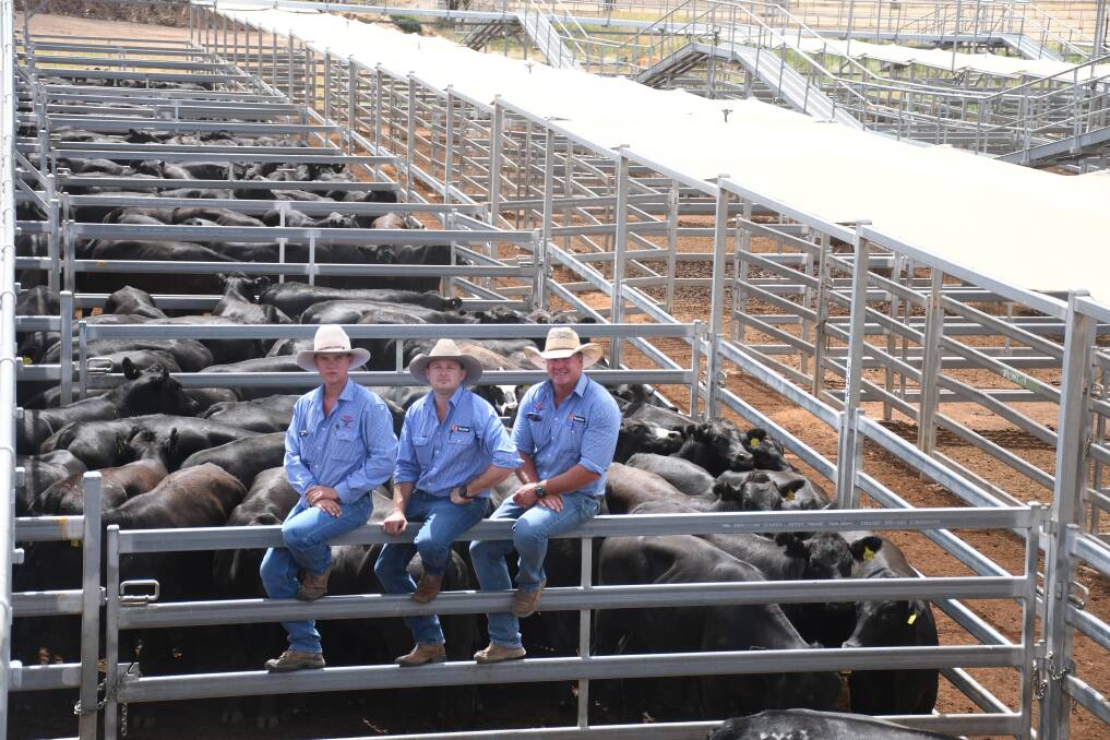 The Watkins and Company team sold the last of the Bidango cattle at this week's sale.