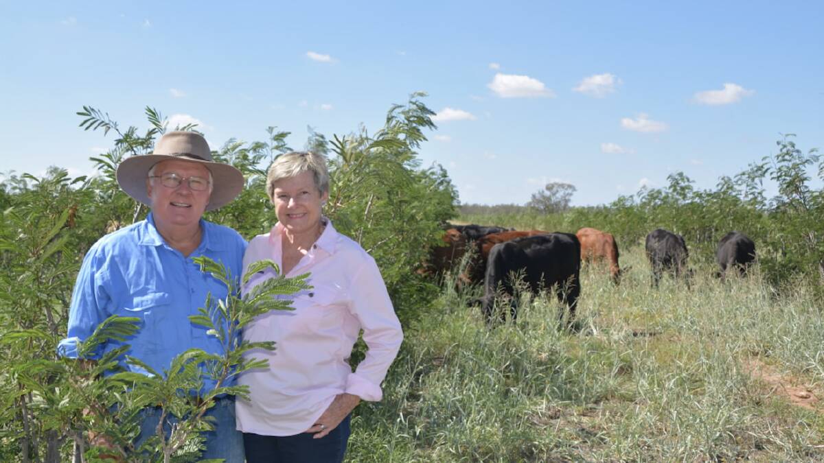 Stephen and Christine Williams, Dalby, believe leucaena can't be beaten as cattle fodder. Photo: supplied.