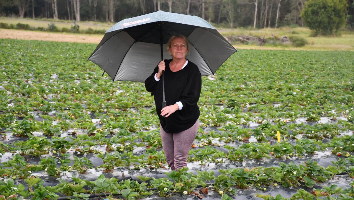 Mandy Schultz of LuvaBerry farm, Wamuran, said that the wet weather has made it difficult for the strawberries to grow as well as they usually do in winter.