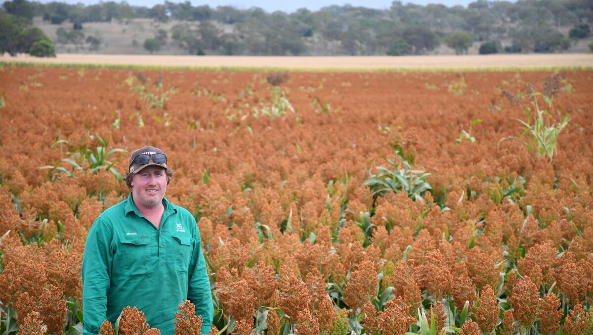 Michael Barron checking out the family's sorghum crop at their Cedarvale property. Pictures: Clare Adcock