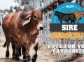 Have your say: who should win the 2023 Sire Shootout?