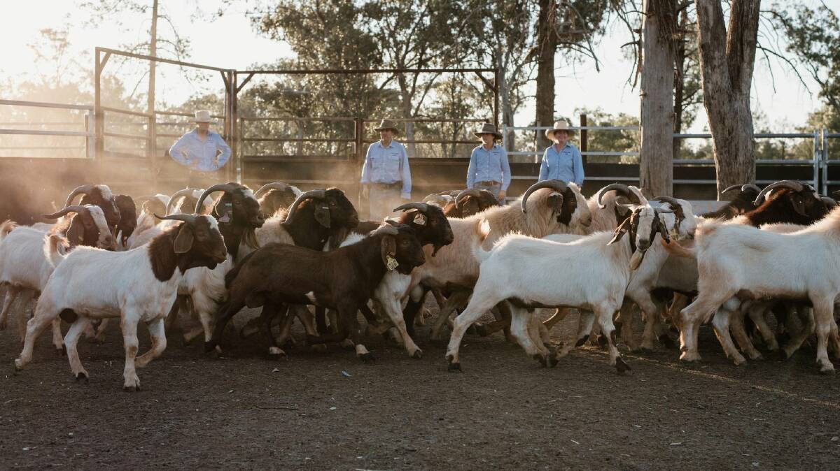 Catlok Goats is a family run operation in South-West Queensland. Photo: Georgia Hoolihan Photography.