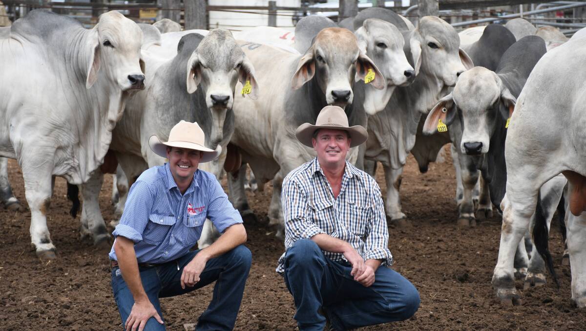 Livestock agent Brad Passfield, Hourn and Bishop Qld, and Justin Dyer, Hayfield Station, with the draft of 32 bulls secured by the family at the Rockhampton Brahman Week Sale. Picture by Clare Adcock.