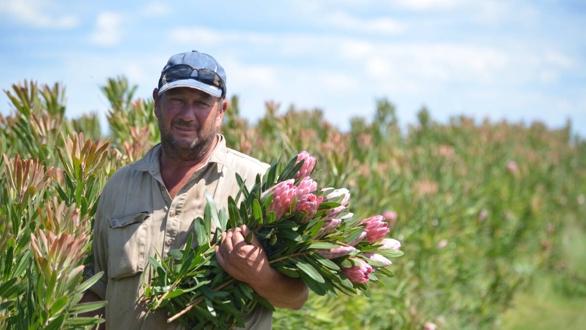 Michael Torrens decided to donate his proteas and raise money for flood victims after seeing how South Burnett farmers had been affected. Photo: Clare Adcock