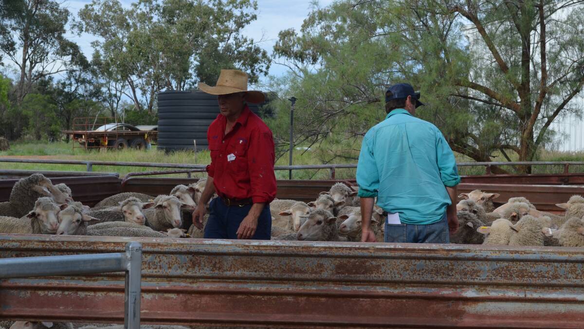 Mr O'Sullivan in the yards with his Merino flock. Photo: Clare Adcock