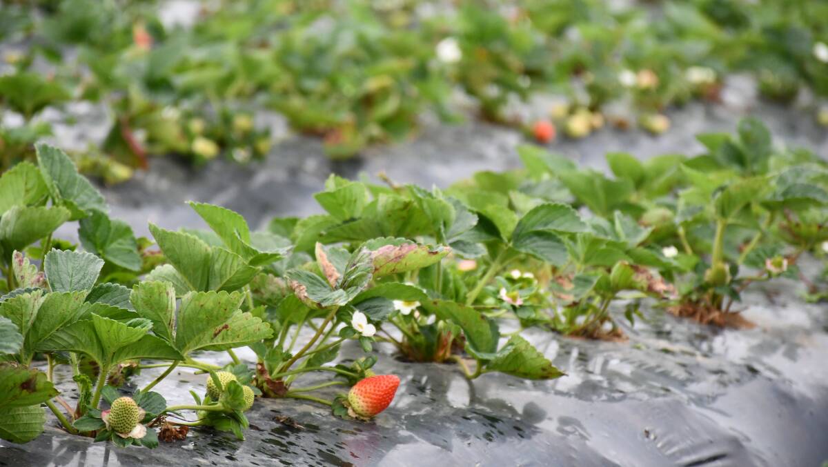 Many strawberry farmers were unable to prepare plant beds due to the wet weather, meaning that the fruit has come in much later than usual.
