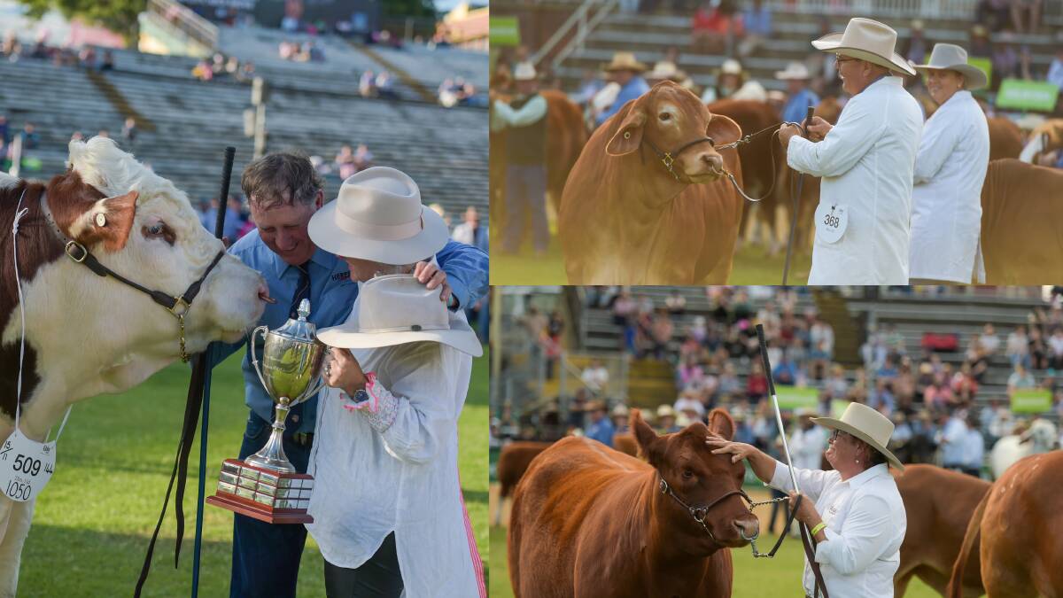  It was the Herefords, Red Angus and Droughtmasters who dominated the 2023 Champion of Champions contest. All pictures by Lucy Kinbacher.
