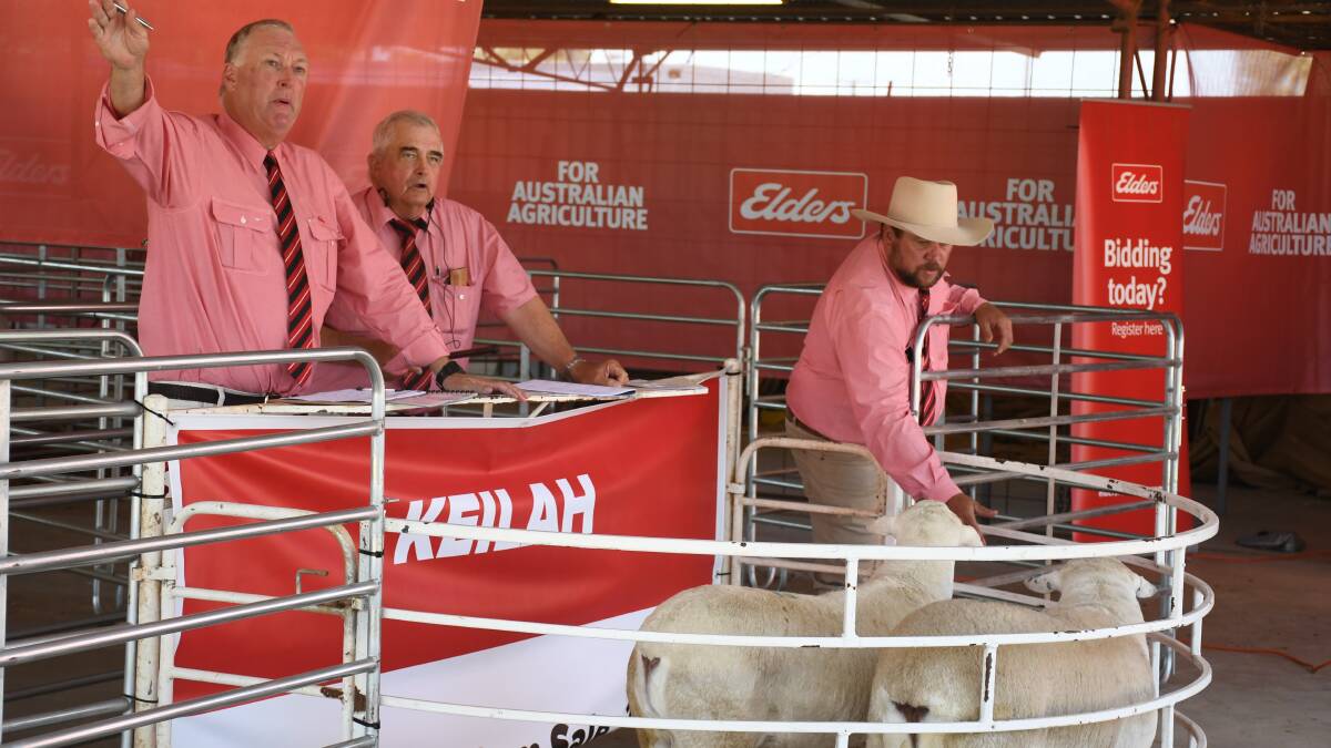 Western buyers on lookout for Australian Whites at Keilah's first St George sale