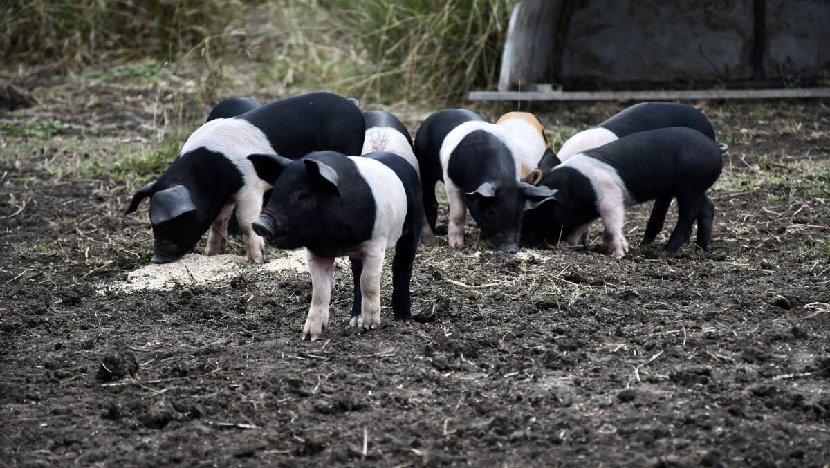 The newest batch of piglets enjoying the feed.