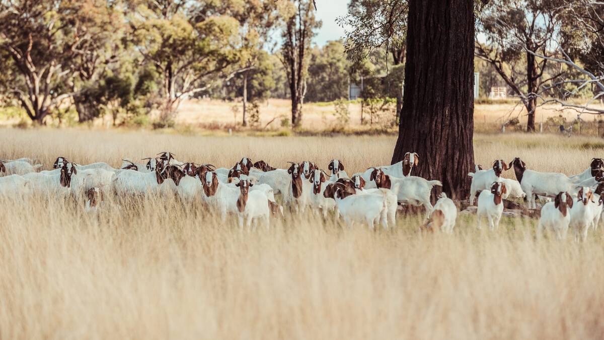 MLA's five year project will focus on improving the productivity and profitability of the Australian goat industry. Picture: Lucy Kinbacher