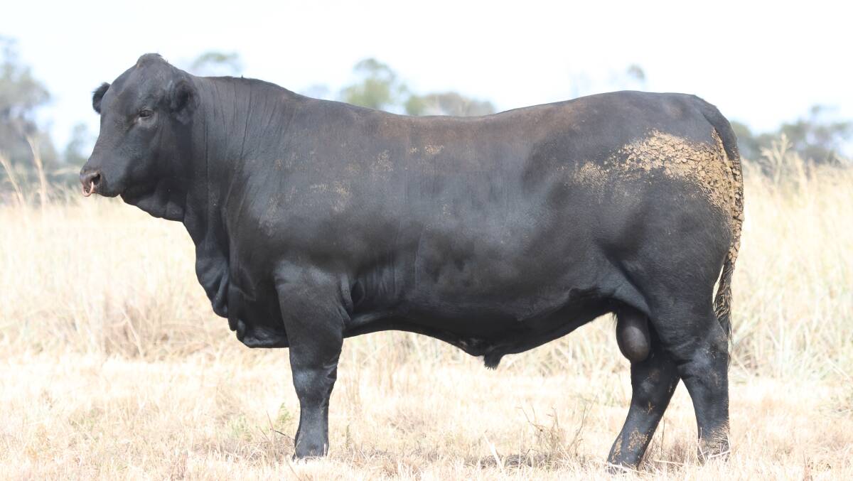 Top priced bull, lot five, Palgrove Untouchable, was purchased for $40,000 by High Country Rural, Eskdale. Picture supplied.