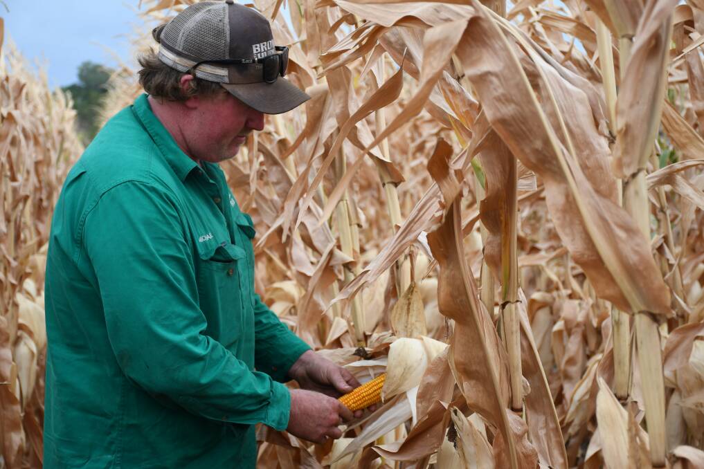 The Barron's will hope to harvest the first of their corn in the next week fortnight.