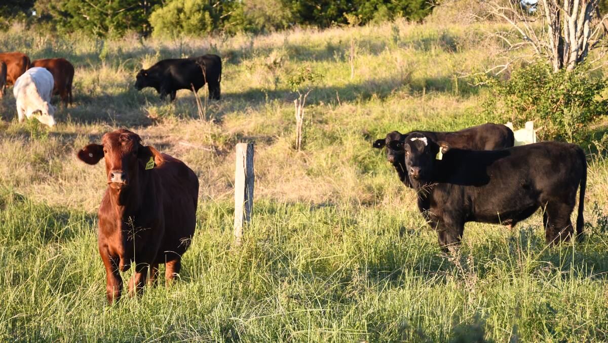 With current weaner prices skyrocketing, the Bishops are hoping to build their breeder herd.