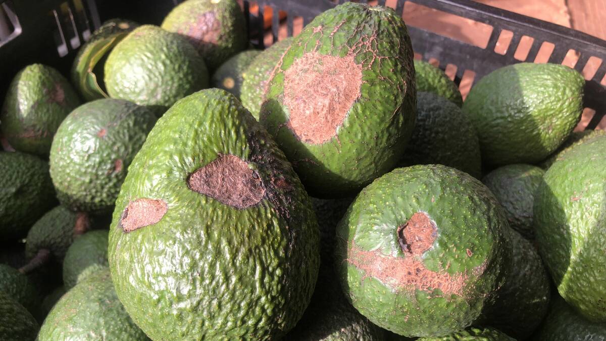 Avocados after hail damage in a storm late last year. Picture: Supplied