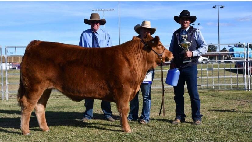 Judge Thomas Fagg, Peta O'Dwyer, and Neil Goetsch with heavyweight champion B1 at the 2021 Boonah led steer competition. 
