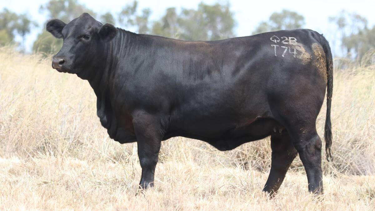 Top priced female, Palgrove Wiven T747, was purchased for $32,000 by Hick Grazing Group, Julia Creek. Picture supplied.
