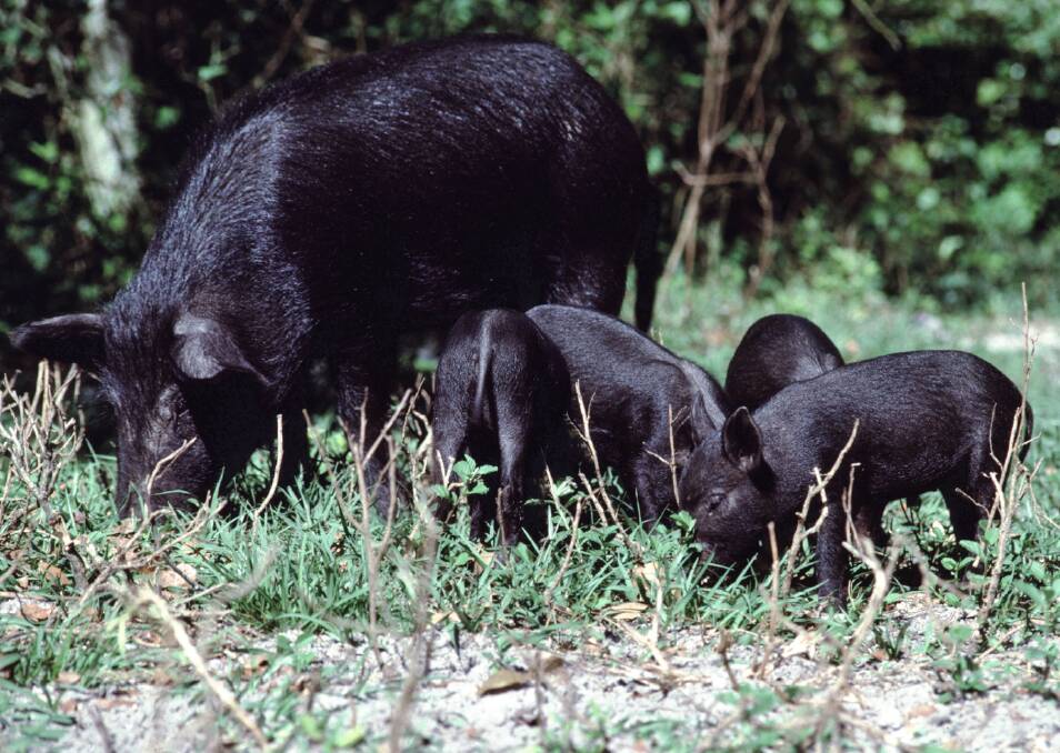 Feral pigs contribute to the spread of the soil-borne fungus Panama TR4, which is a threat to banana crops. Photo: supplied. 