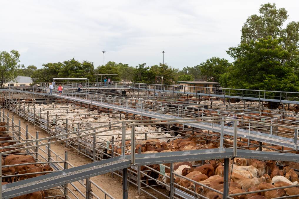 The Charters Towers market eased slightly as lack of rainfall a concern for nothern producers. Photo: Zoe Thomas. 