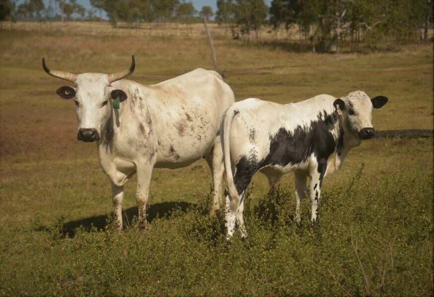 Henham Thabisa and her bull calf offered by Edwin Rous of Bowen sold to a top of $7250. Picture supplied. 