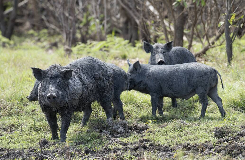 In the past decade 12,303 feral pigs have been removed from the local Whitsunday region. Photo: File. 