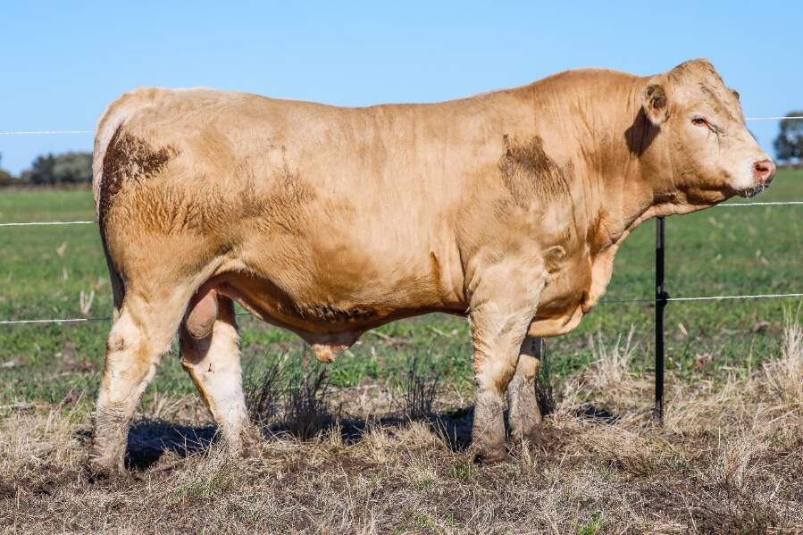Hopgood Ruler also sold for $22,000 and was bought by repeat buyers Greg and Jill Peck of Purtora, Blackall. Picture by Hopgood Charolais via AuctionsPlus. 
