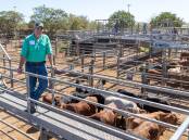 Nutrien Ag Solutions Charters Towers livestock agent Brent Williams with a pen of Mount McConnel Grazing Company Brahman crossbred weaner steers, which fetched a top of 556c/kg averaging 252kg to return $1401 per head. Picture: Zoe Thomas. 