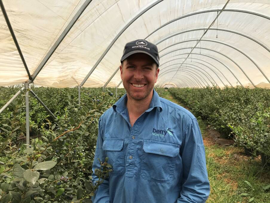 Berry North general manager Martin Inderbitzin said visual grading technology would take the business to the next level. Picture: Supplied by QRIDA. 