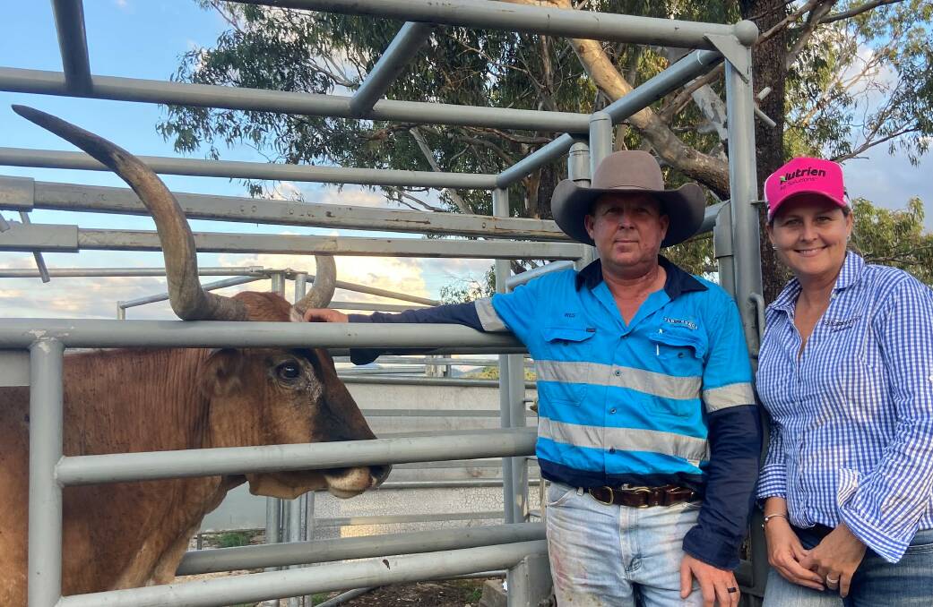 Wes and Hayley Offord own and operate Brigalow Longhorns Texas Longhorn stud situated 45kms south of Rockhampton. Photo supplied. 