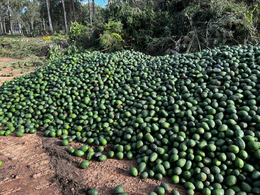 Images were shared on social media last weekend of avocados dumped at the Atherton GreenWaste facility. Photo: Jan De Lai. 