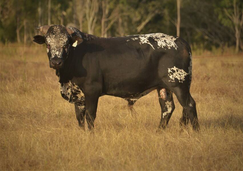 Nguni bull Mpilo offered by Mt Pleasant Grazing, Bowen topped the sale at $9250. Picture supplied.