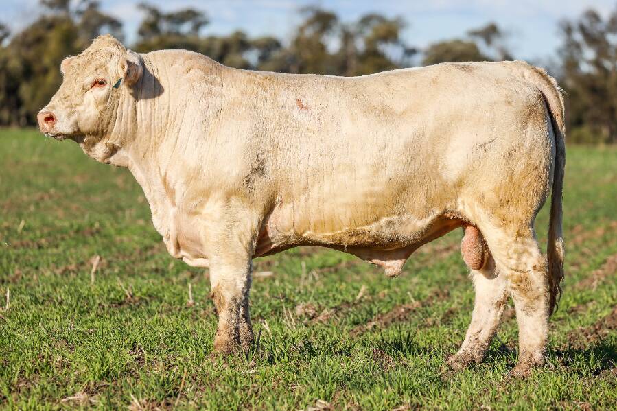 Hopgood Ripper was the son of Palgrove Millenium and out of Hopgood Crystal 43. Picture by Hopgood Charolais via AuctionsPlus. 
