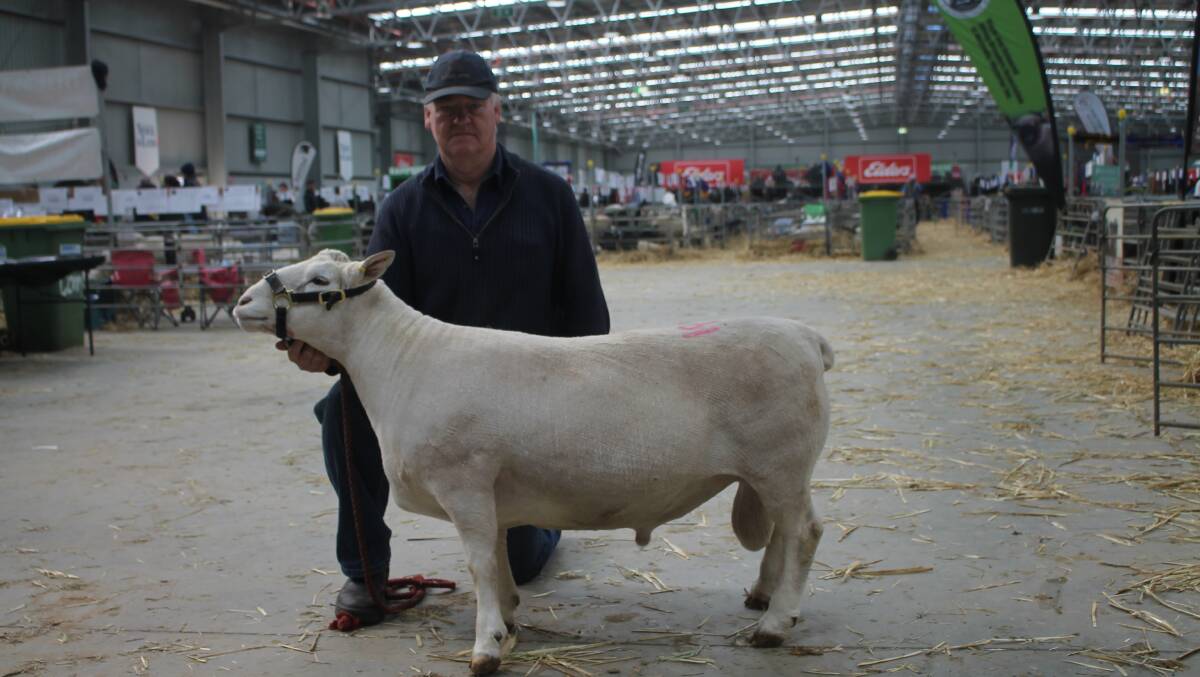 Top seller Adrian Veitch with Lot 19 Kaya White 210074, which sold for $5,200. It was the equal top price in the White Dorper section of the sale. Picture by Philippe Perez 