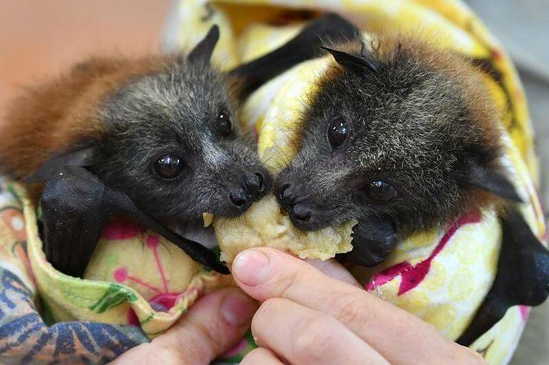 Queensland will ban permits issued for farmers to shoot flying foxes as part of a three-year phase-out plan. File picture