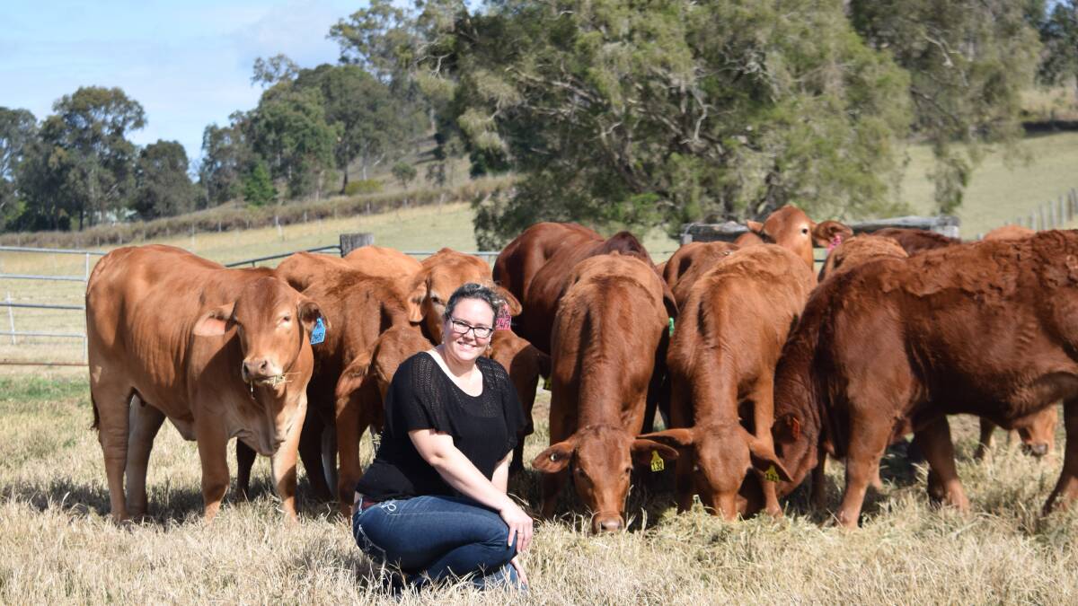 Droughtmaster producer, Tennille Hughes, of H and H Pastoral Company, Gympie, has recently sent 90 yearling heifers to Vietnam. Picture supplied