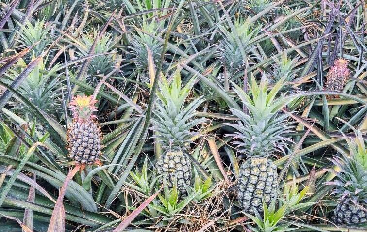 John Cranny shows the different sizes of pineapples in a block to be picked after a natural flowering event caused by a cool, wet winter. Picture John Cranny