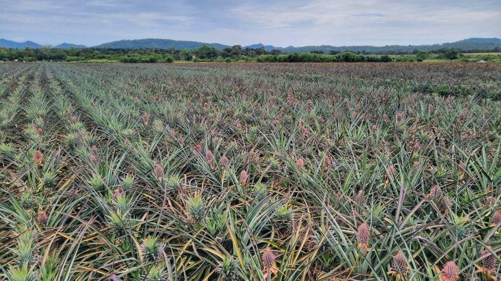 Pineapples take two years to fruit and weather can cause them to throw fruit. Picture: John Cranny