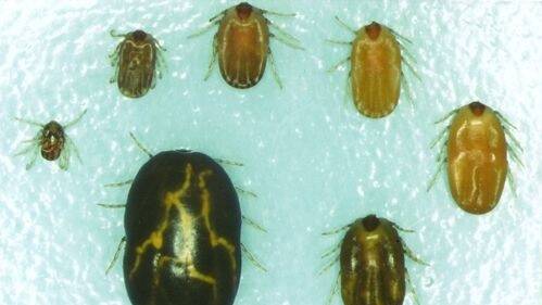 Cattle-ticks of various sizes. Infestation causes tick-worry and blood loss which leads to loss of condition and sometimes death. Picture: Supplied Queensland government