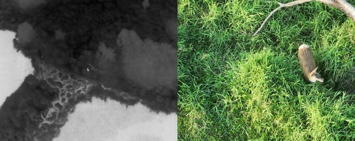 Thermal cameras in the drones allow targets to be located from the air before sending up helicopters and aircraft. Picture: Supplied Greyman Ops