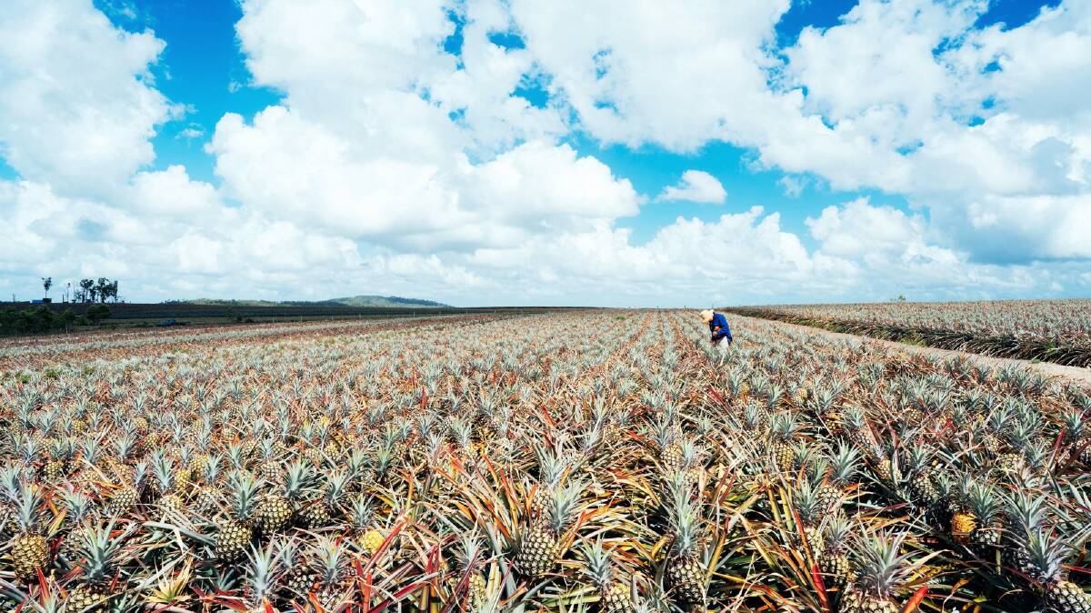Shoppers are being urged to pop a pineapple in the trolley as a record glut hits growers. Picture: Pure Gold Pineapples