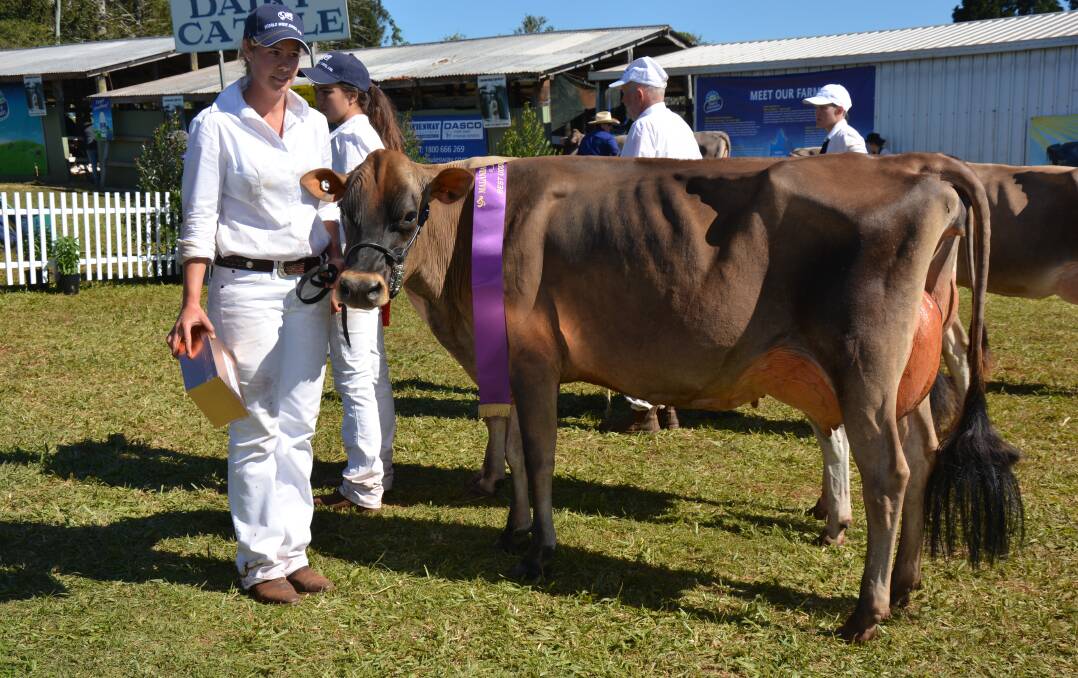 The Hartin's daughter, Pamela Minogue, showing Long Lanes GG Fernleaf, champion Jersey cow and best udder Jersey at the 2016 Malanda Show. Photo by Anne Daley