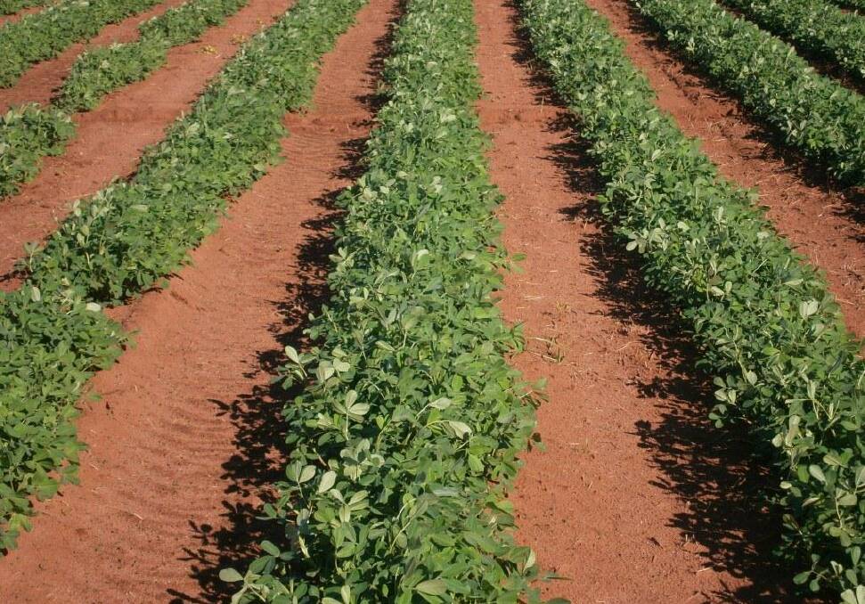 A peanut crop. Photo by Grains Research and Development