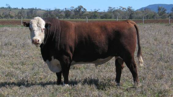 An old photograph of a 100pc tick resistant Adaptaur bull. Picture supplied by Dr Chris O'Neill
