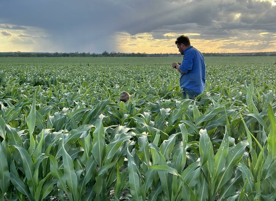 Luke Mifsud checking on the sorghum crop, with Logan's head popping up just in front of him. 