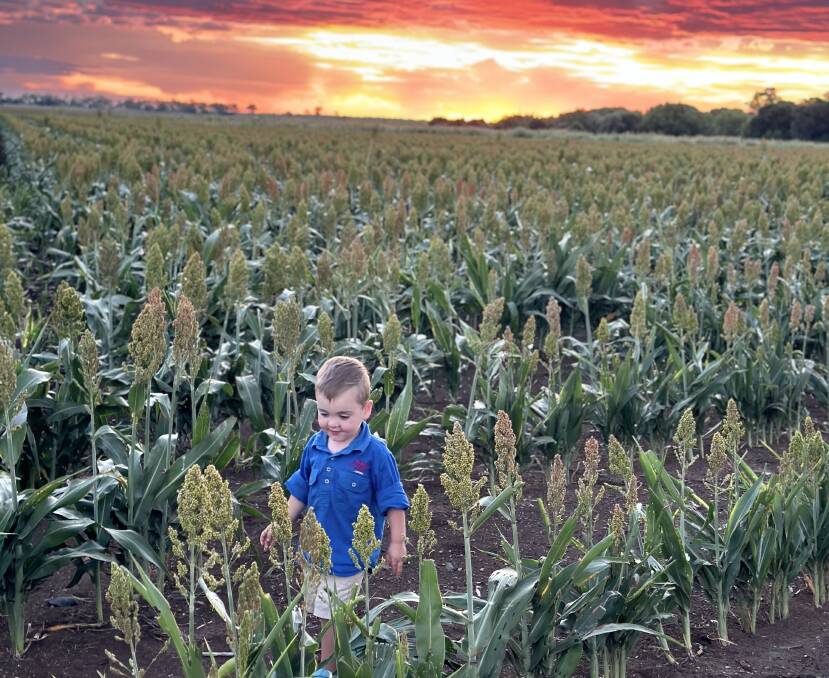 Two-year-old Logan Mifsud in a field of sorghum at dusk last week at his family's property Wandina, around 40km out of Clermont. Picture supplied by Cat Mifsud 