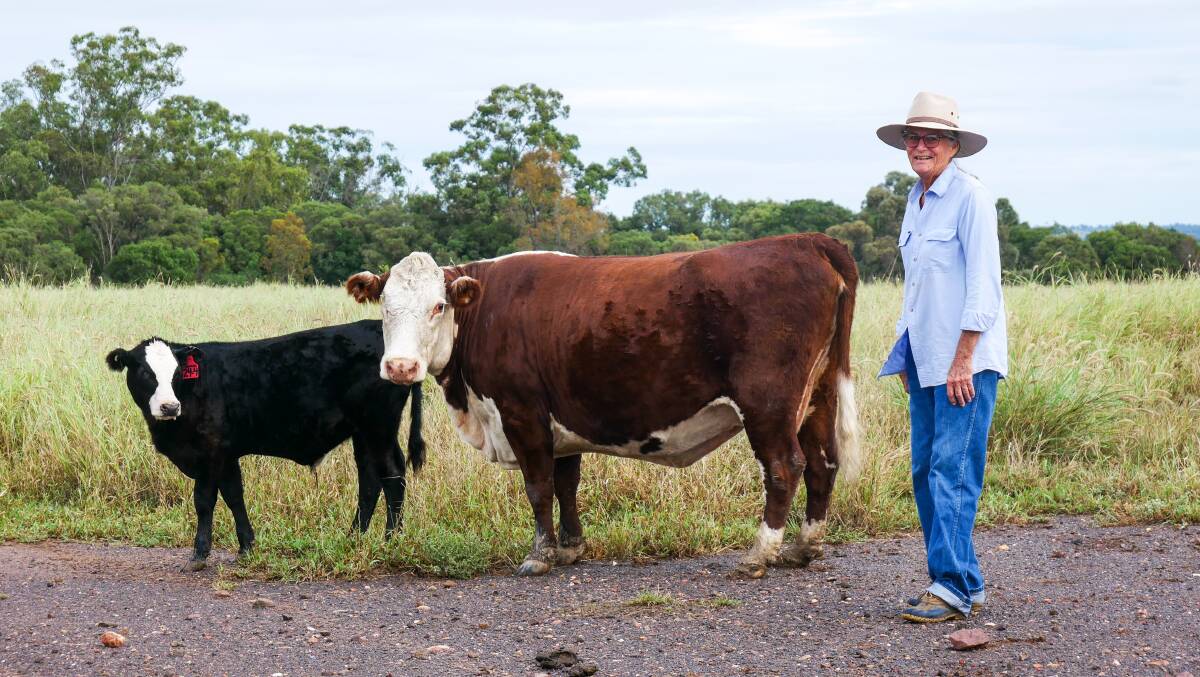Janet Thomas with what she said is likely the last living Adaptaur cow and the cow's calf at her property in Biloela. Pictures by Ellouise Bailey 