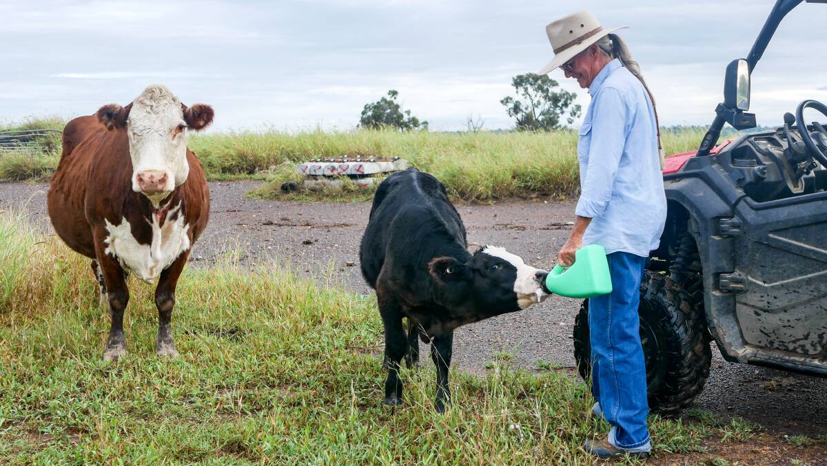 Janet feeds Charlie the calf while his mother watches on. As the cow is almost 16 years of age, her milk producing abilities have dwindled greatly this season so the calf is being hand-fed. Ms Thomas said the cow carries a black gene and throws black calves even when she wasn't bred to Angus bulls. 