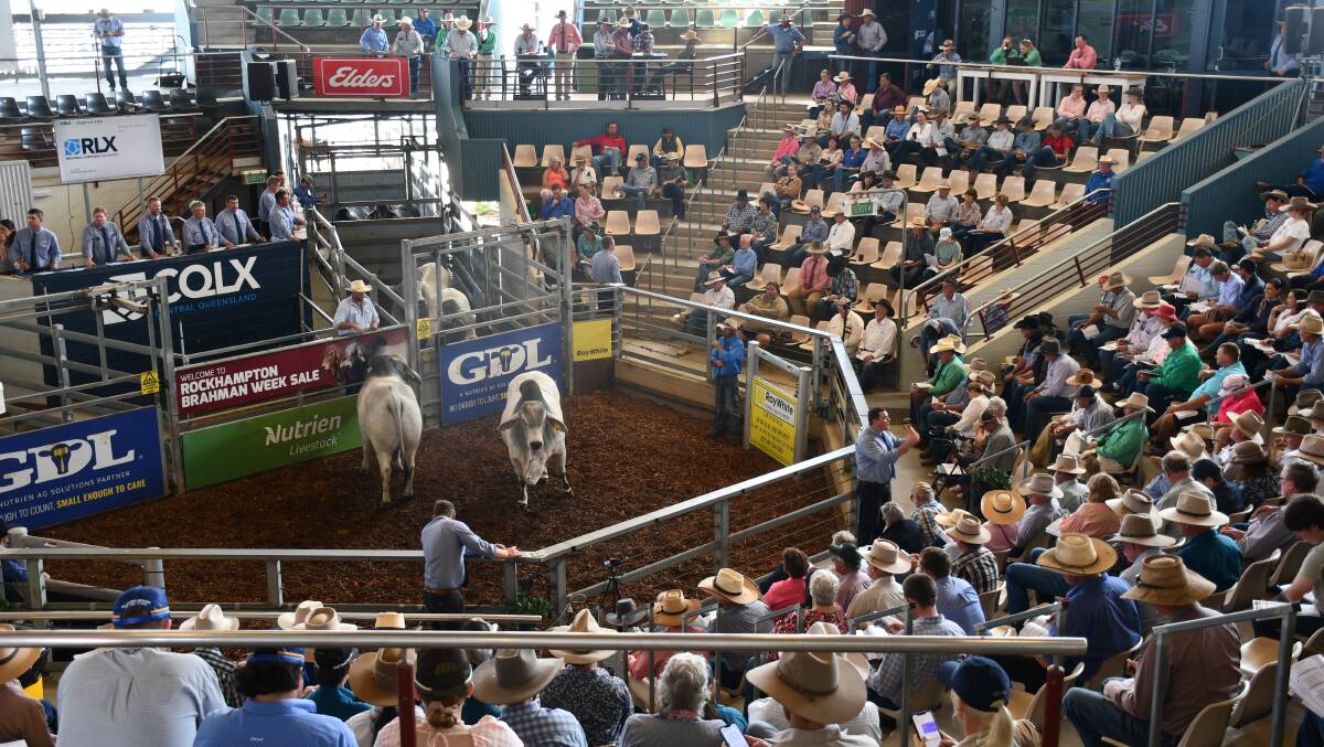 Confidence in the Brahman breed was high during the Rockhampton Brahman Week Sale with strong crowds during the three day auction. Picture: Clare Adcock