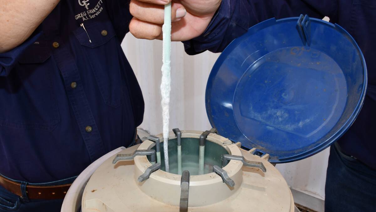 A semen straw is extracted from the semen canister. The straws are frozen in liquid nitrogen at minus 196 degrees Celsius. 