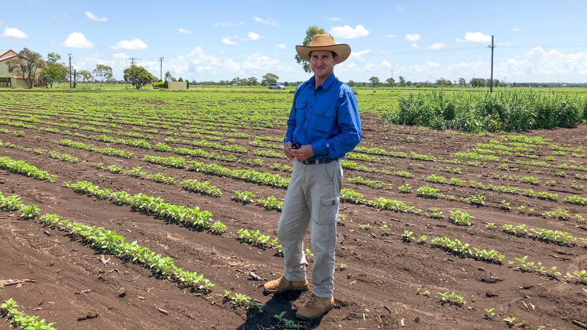 Alton Downs grower Peter Foxwell has been one of the growers in central Queensland who has opened up his fields for sesame trials. Picture: CQ University