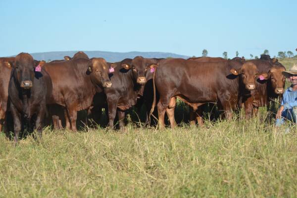 Belmont Red Association of Australia president Robert Sherry with a herd of Belmont Reds. Picture: supplied 